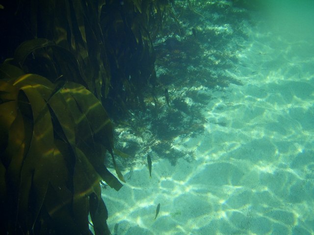 Kelp forest, Sanna bay